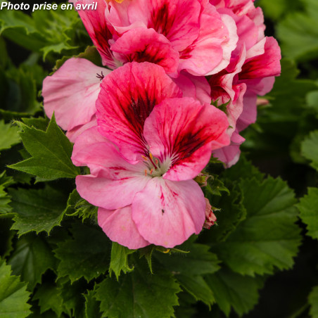 Pelargonium grandiflorum