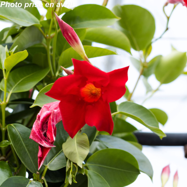 Dipladenia