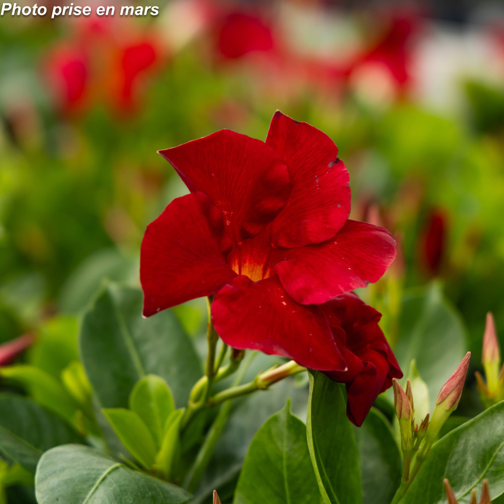 Dipladenia Dipladenia
