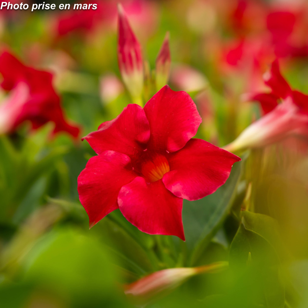 Dipladenia Dipladenia