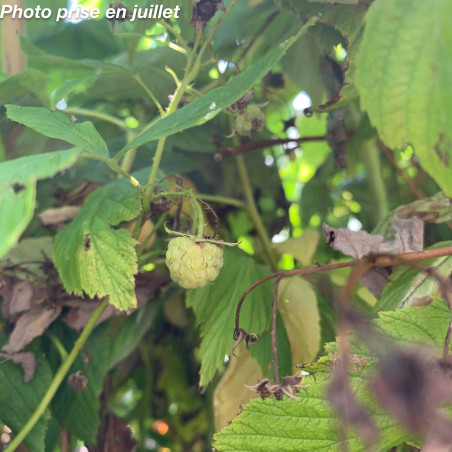 Rubus idaeus ‘Fallgold’ – Framboisier ‘Fallgold’