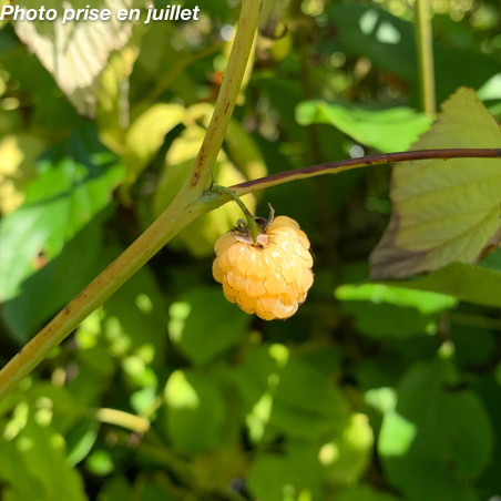 Rubus idaeus ‘Fallgold’ – Framboisier ‘Fallgold’