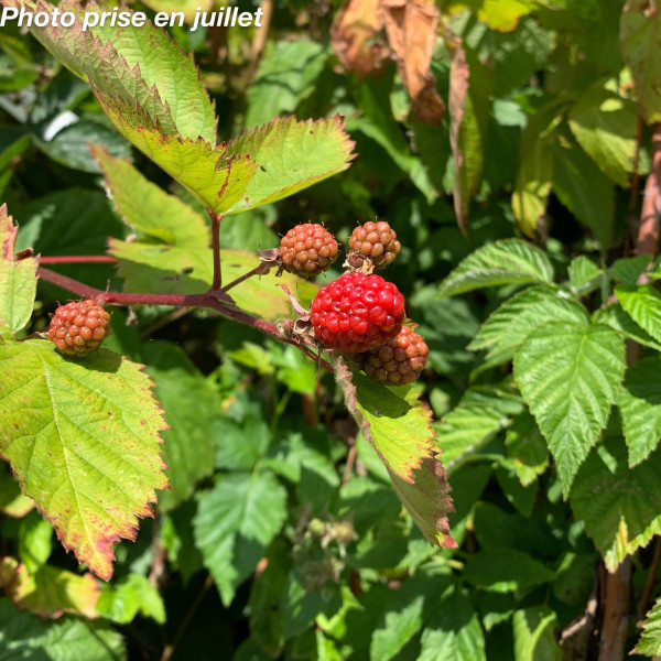 Rubus fruticosus ‘Jumbo’ –...