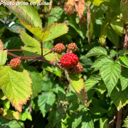 Rubus fruticosus ‘Jumbo’ – Mûrier sans épines ‘Jumbo’