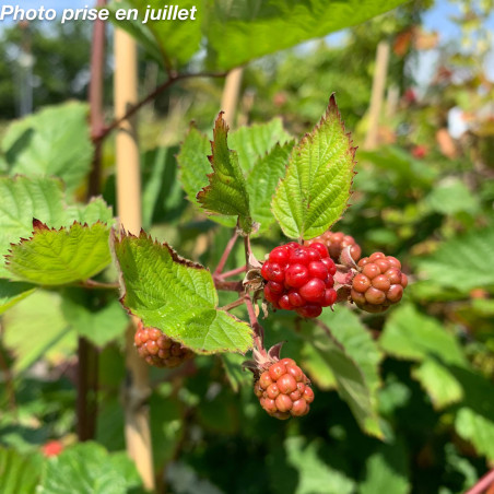 Rubus fruticosus ‘Jumbo’ – Mûrier sans épines ‘Jumbo’