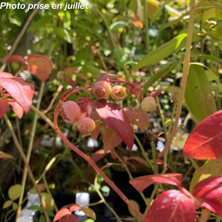 Vaccinium corymbosum - Myrtille