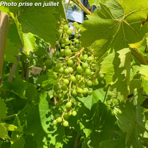 Vitis vinifera 'Ampelia...