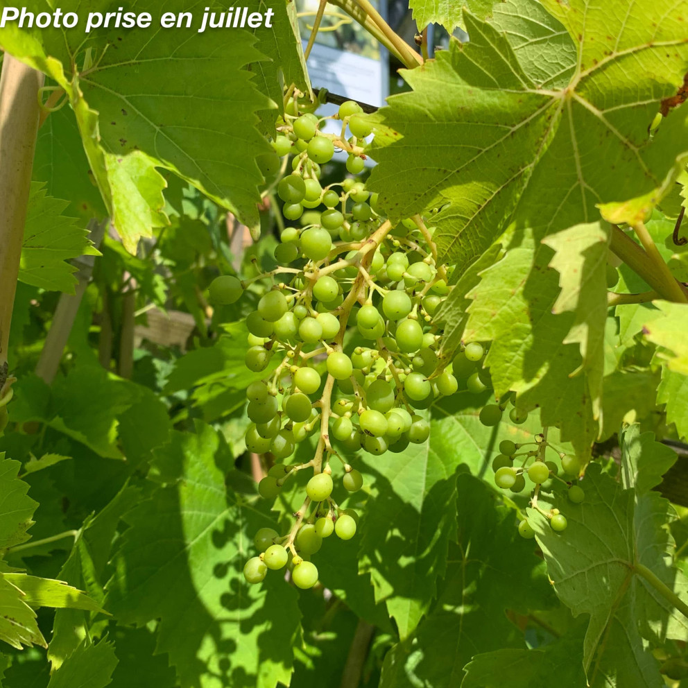 Vitis vinifera 'Ampelia Perdin®' - Vigne