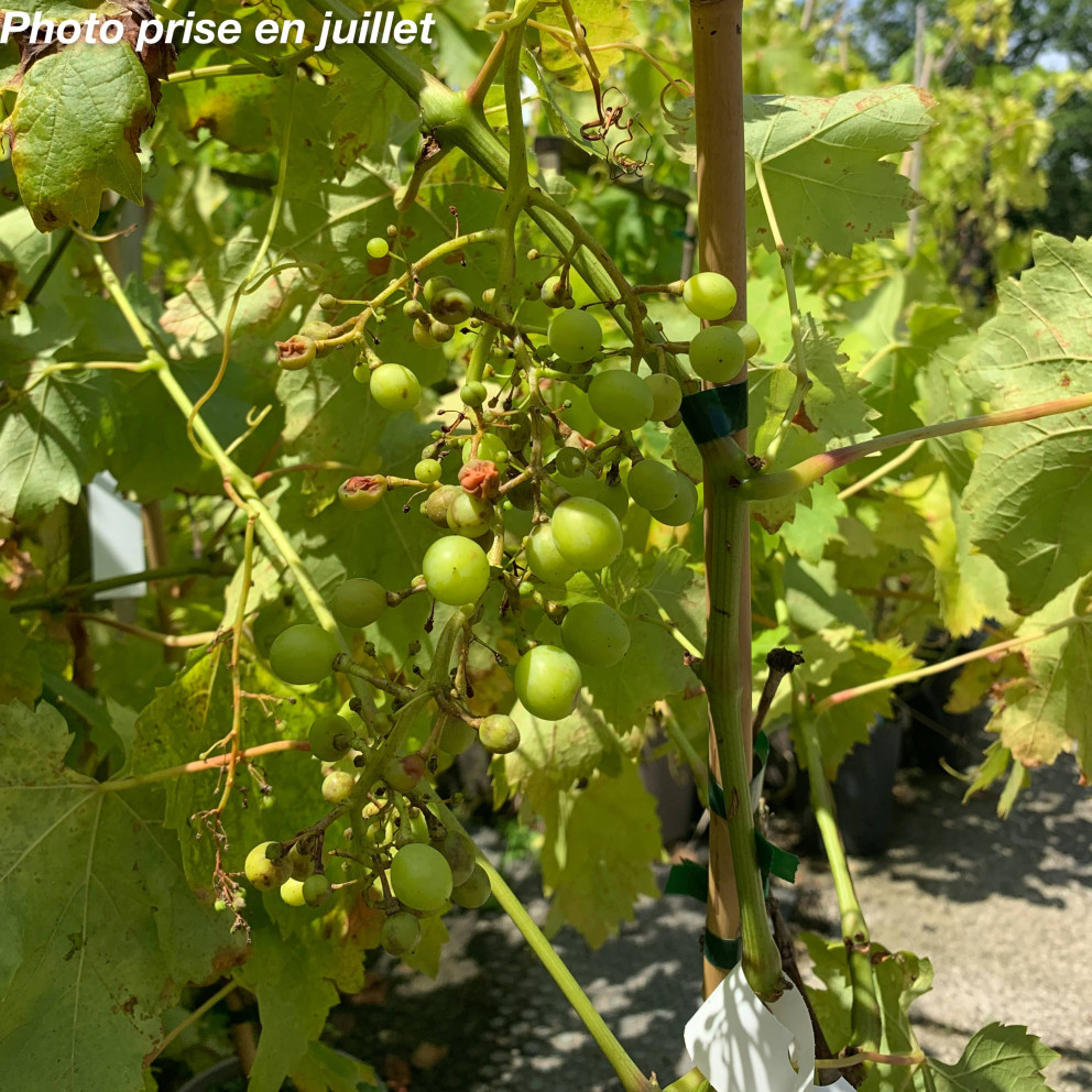 Vitis vinifera 'Cardinal' - Vigne