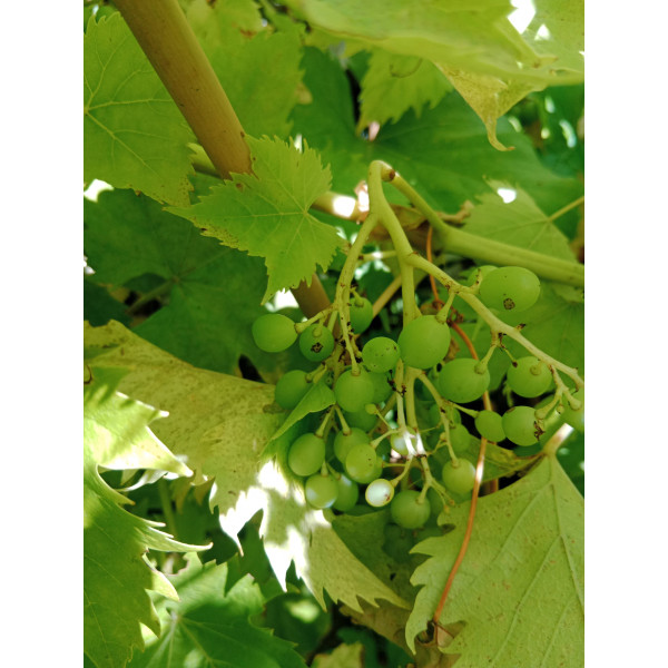 Vitis vinifera 'Cardinal' -...