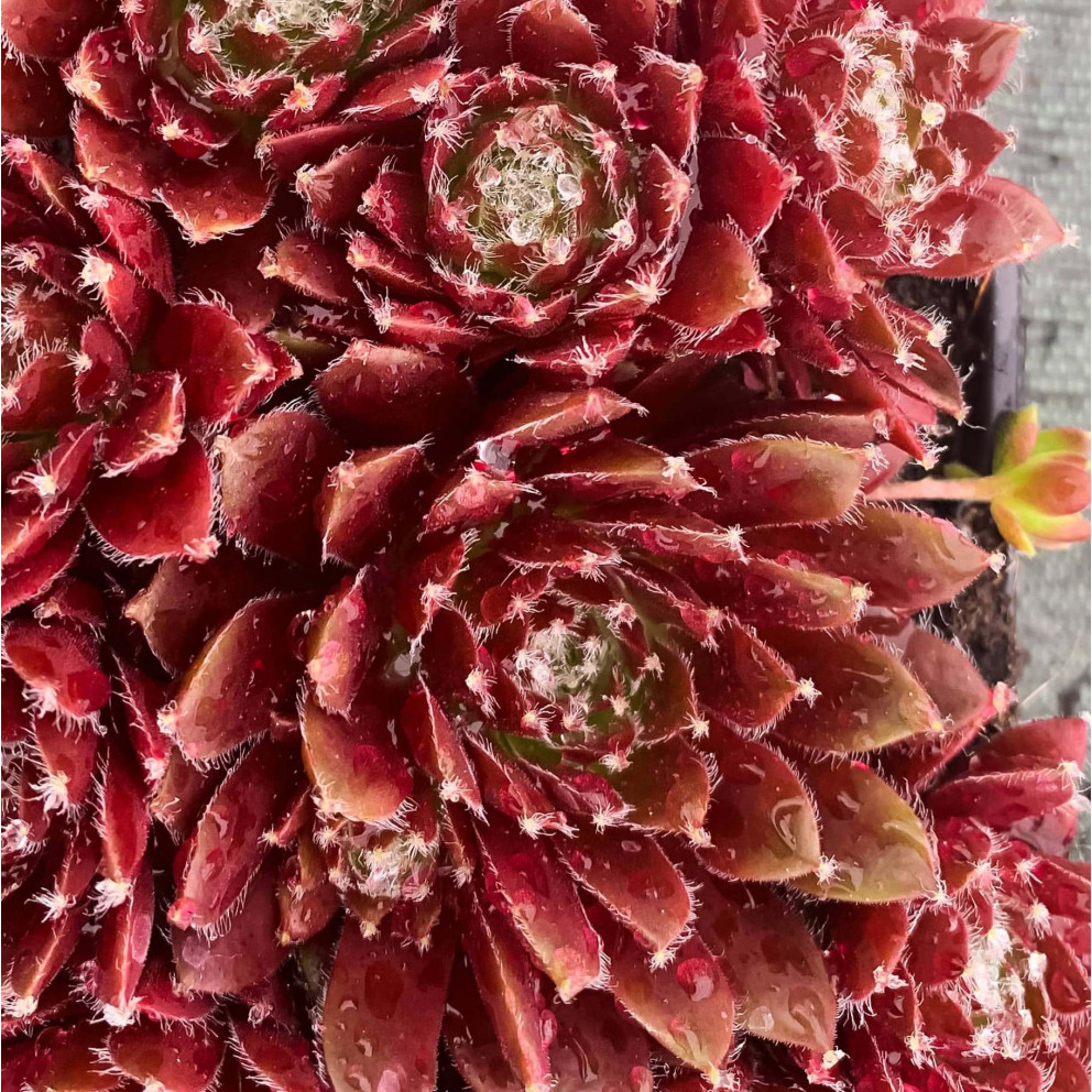 Sempervivum Chick Charms® 'Cinnamon... Sempervivum Chick Charms® 'Cinnamon...