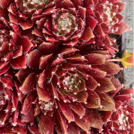 Sempervivum Chick Charms® 'Cinnamon Starburst'