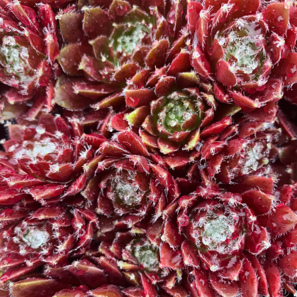 zoom sur le sempervivum