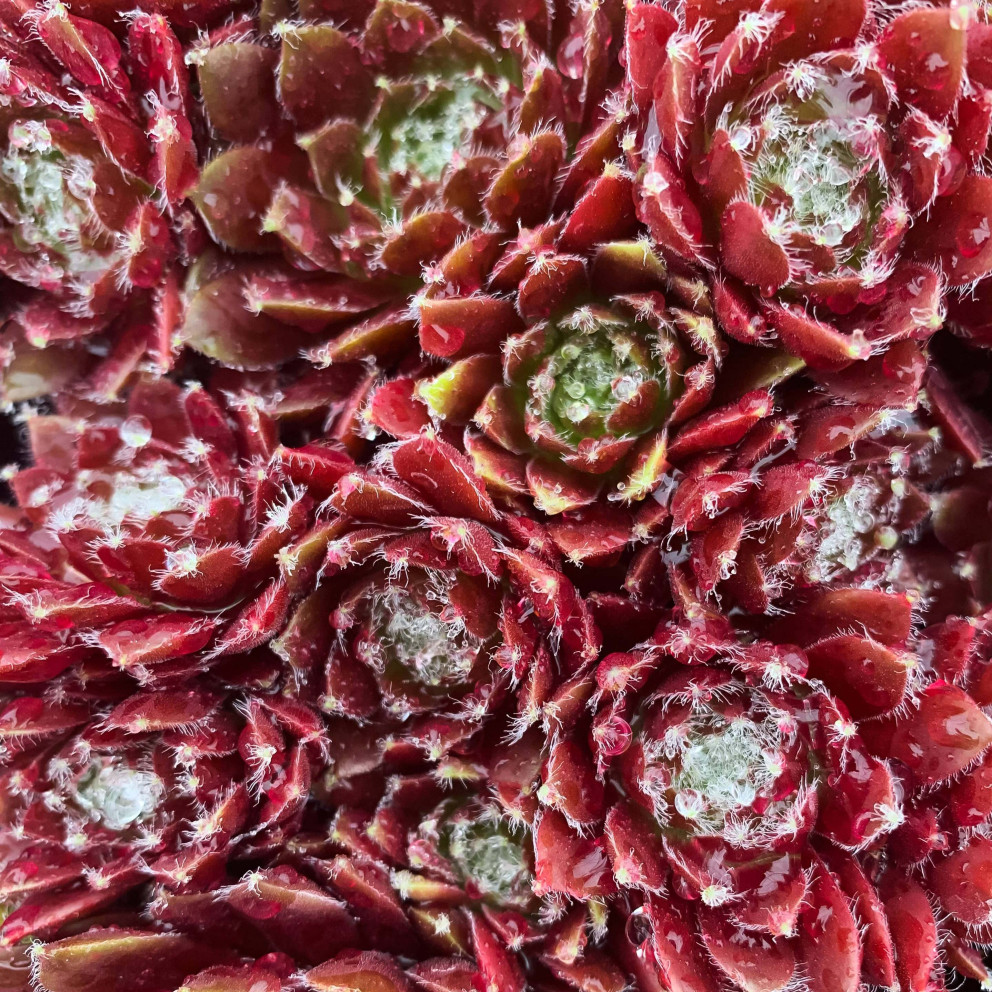 zoom sur le sempervivum
