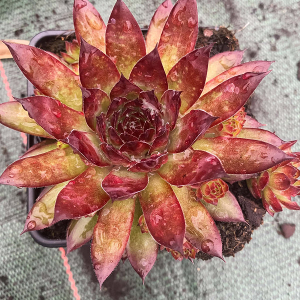 Sempervivum x 'Charms®...