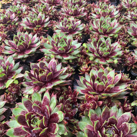 Sempervivum Chick Charms 'Cramberry Cocktail'