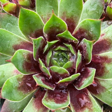 Sempervivum Chick Charms 'Cramberry Cocktail'