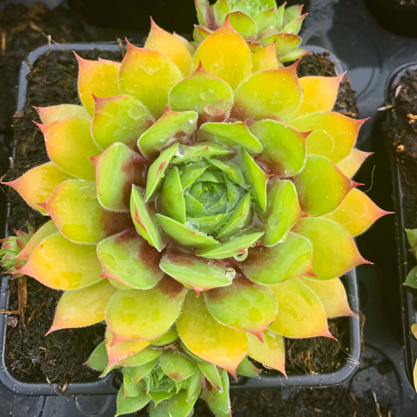 Sempervivum Chick Charms®...