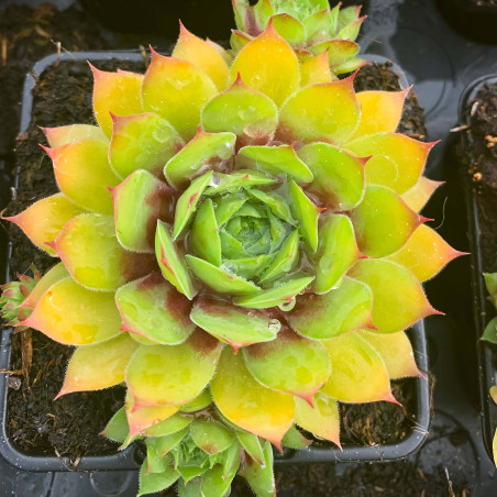 Sempervivum Chick Charms® 'Gold Nugget'