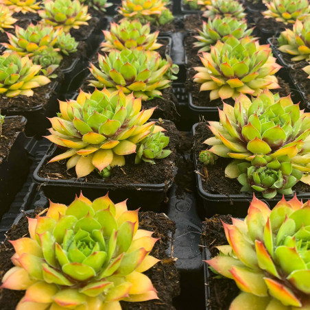 Sempervivum Chick Charms® 'Gold Nugget'