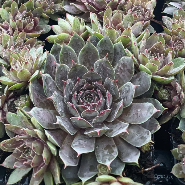 Sempervivum x 'Chick Charms...