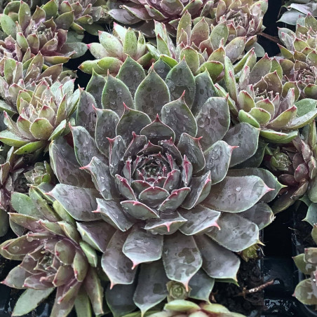 Sempervivum x 'Chick Charms Berry Blues'
