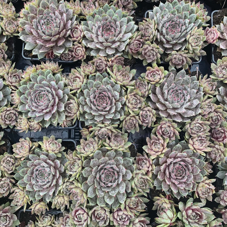 Sempervivum x 'Chick Charms Berry Blues'