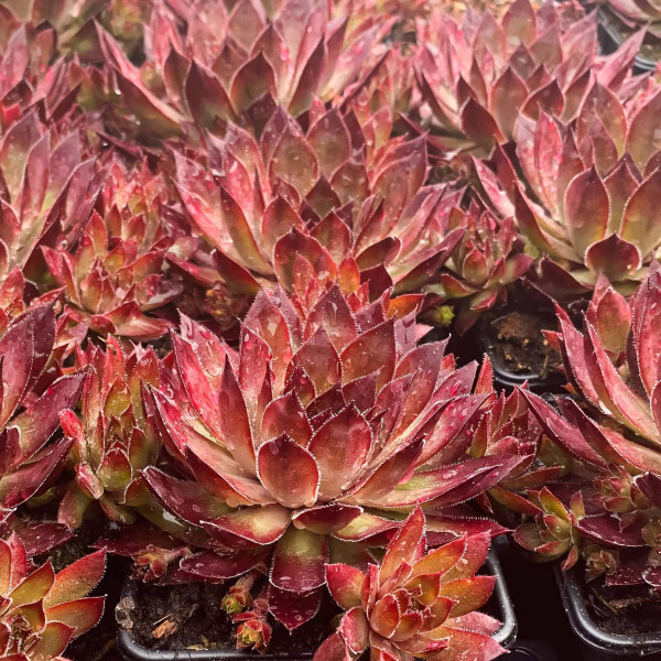 Sempervivum Chick Charms...