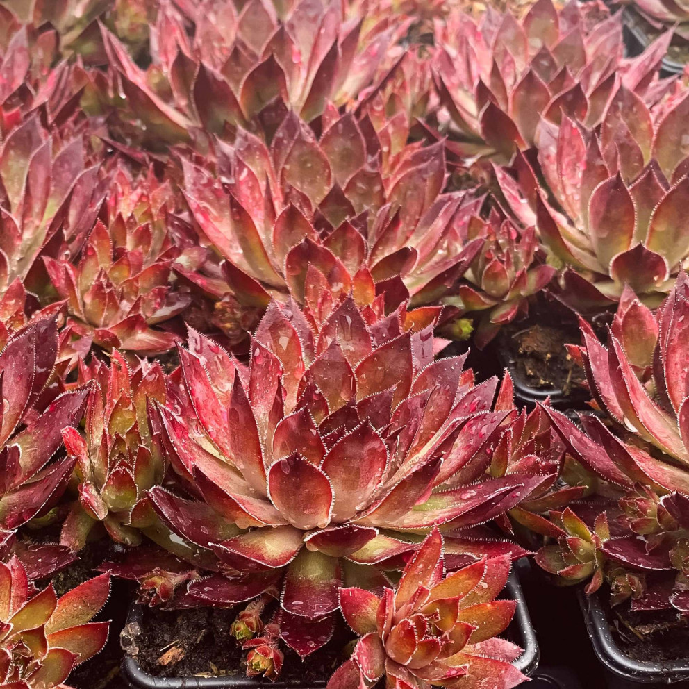 Sempervivum Chick Charms 'Butterscotch Baby'