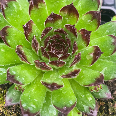 Sempervivum x 'Chick Charms® Appletini' - Joubarbe