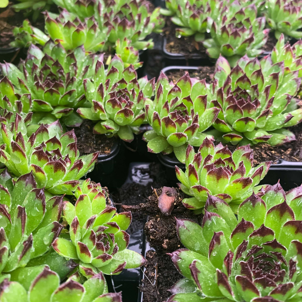 Sempervivum x 'Chick Charms®... Sempervivum x 'Chick Charms®...