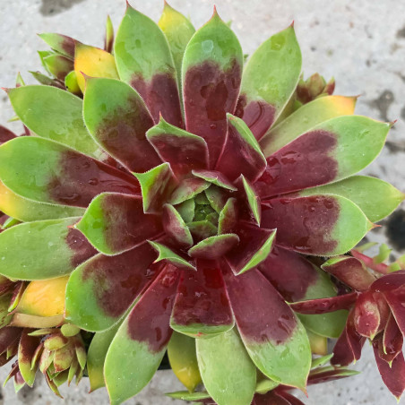 Sempervivum Chick Charms 'Giants Gold Mine'