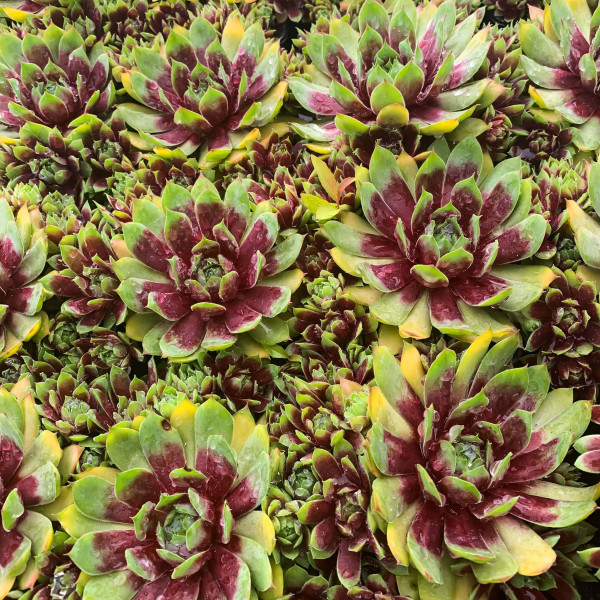 Sempervivum Chick Charms...
