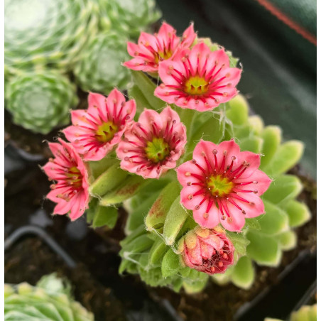 Sempervivum Chick 'Charms®Cotton Candy'