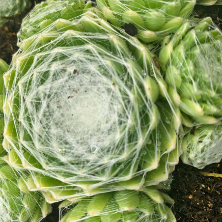 Sempervivum Chick 'Charms®Cotton Candy'