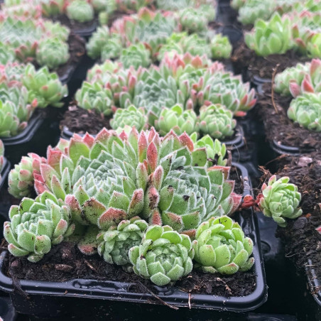 Sempervivum Chick Charms 'Sugar Shimmer'