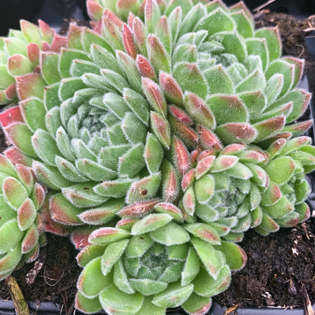 Sempervivum Chick Charms 'Sugar Shimmer'