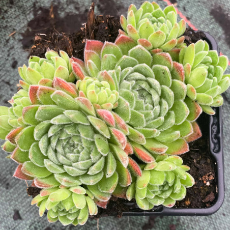Sempervivum Chick Charms 'Sugar Shimmer'