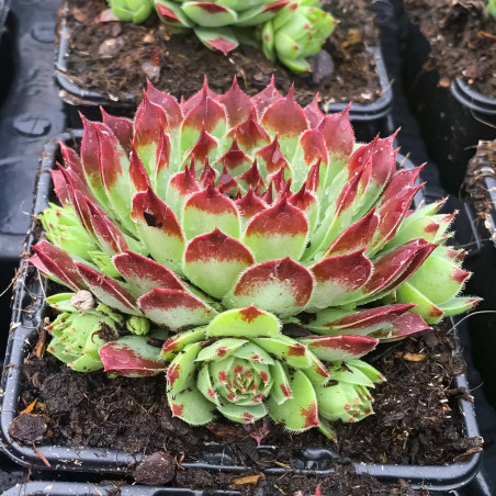 Sempervivum Chick Charms® 'Mint Marvel'