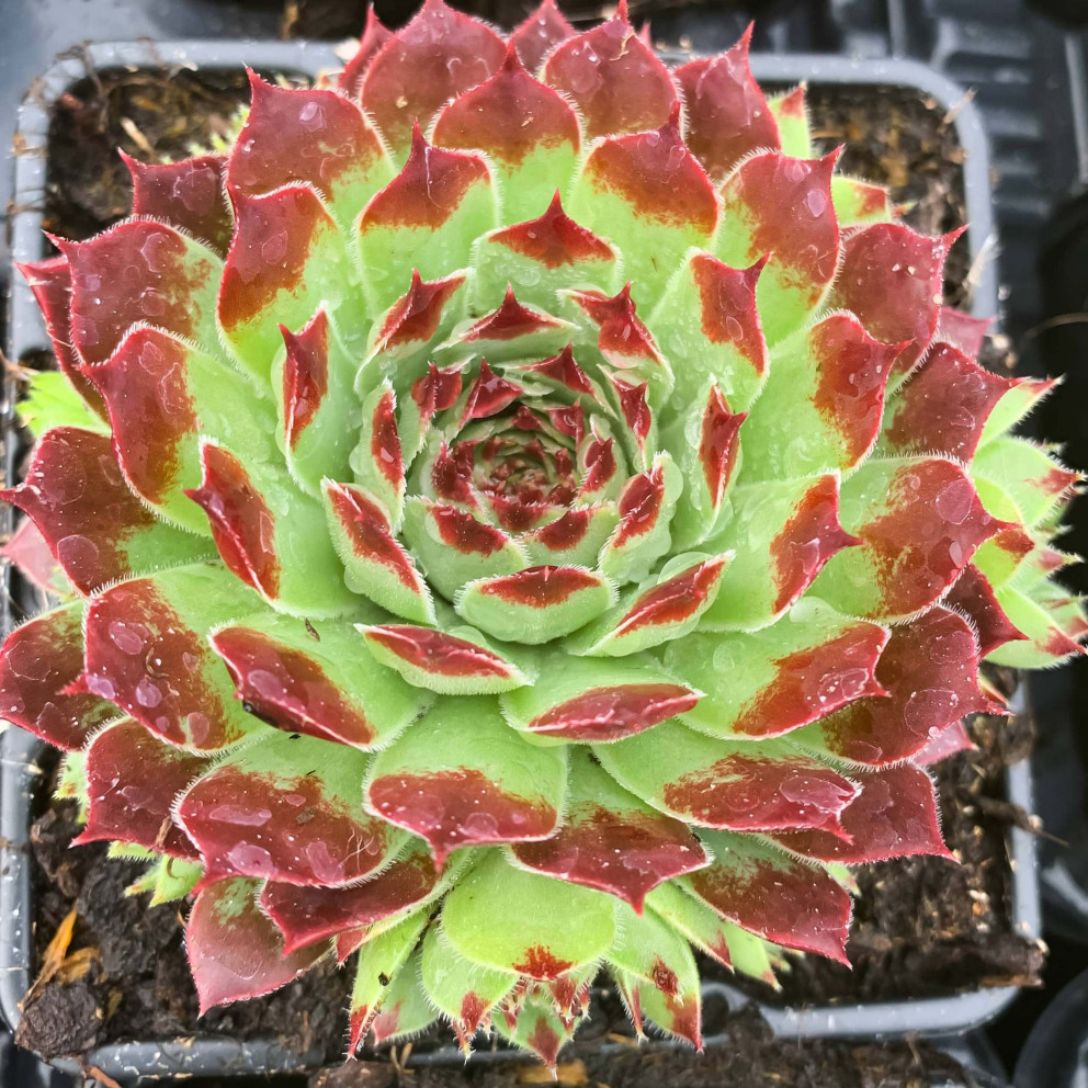 Sempervivum Chick Charms® 'Mint Marvel' Sempervivum Chick Charms® 'Mint Marvel'