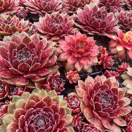 Sempervivum Chick Charms® 'Berry Bomb'