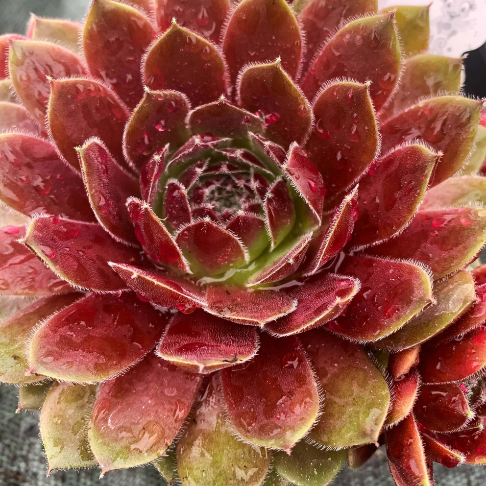 Sempervivum Chick Charms® 'Berry Bomb'