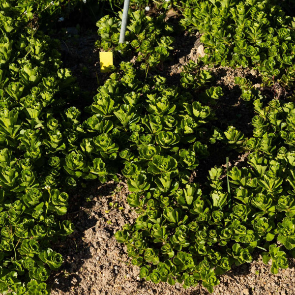 Sedum selskianum