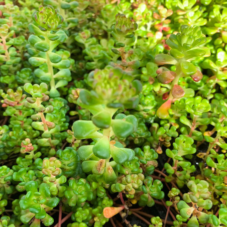 Sedum oreganum