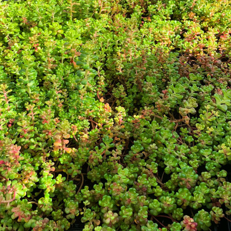 Sedum oreganum