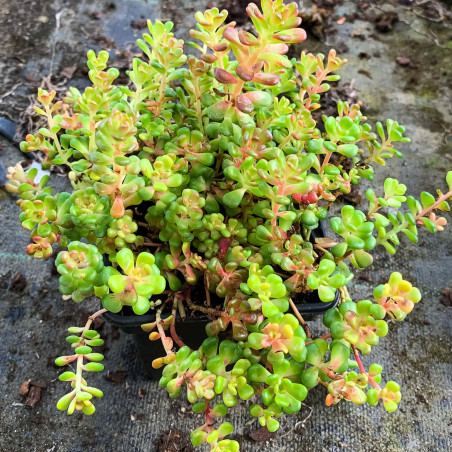 Sedum oreganum