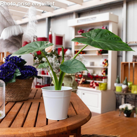 Alocasia 'Borneo King®