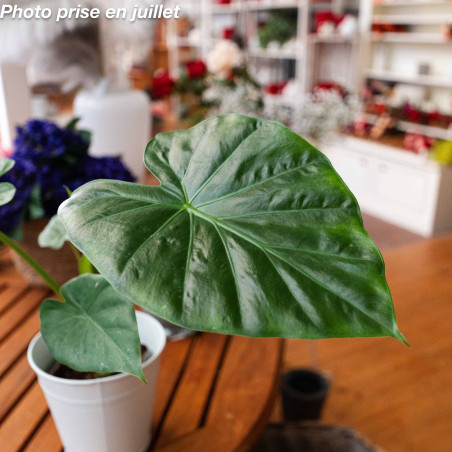 Alocasia 'Borneo King®