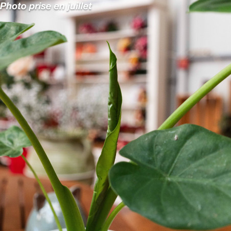 Alocasia 'Borneo King®
