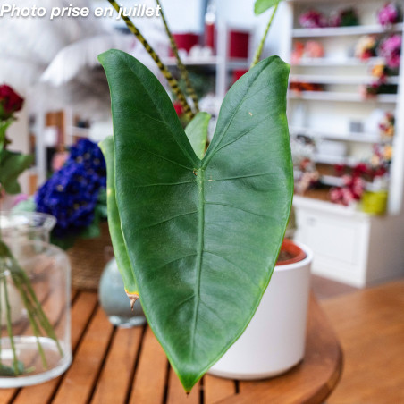 Alocasia zebrina